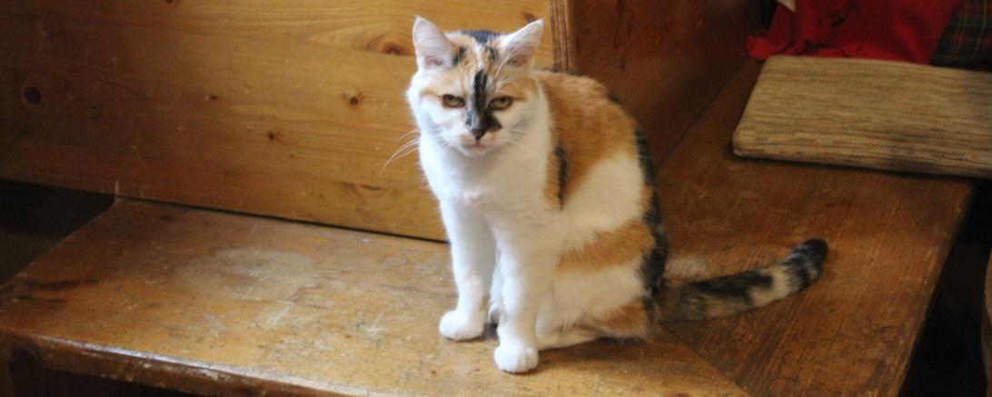 Hier sieht man Turmkatze Wendelstein.