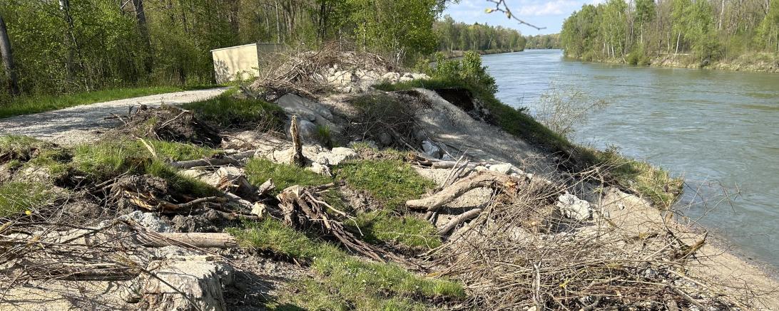 Ersatzhabitat für Zauneidechse an der Fischaufstiegsanlage Oberpeiching.