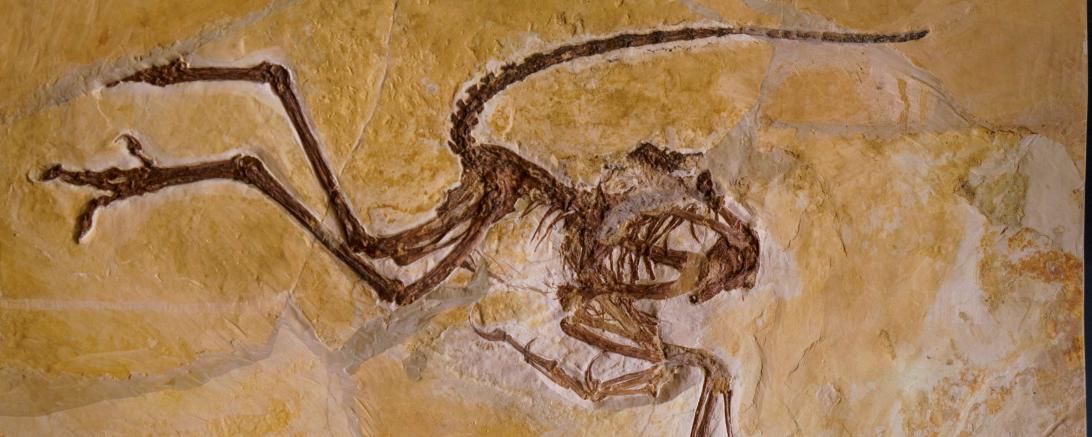 Im Museum Solnhofen werden Fossilfunde des Archaeopteryx ausgestellt.