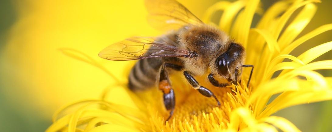 Honig-Biene