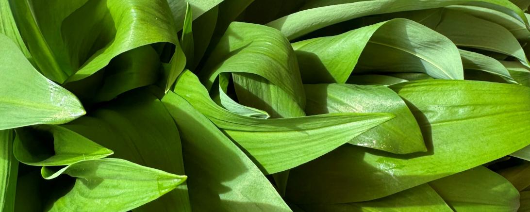 Pflanze die Grün ist