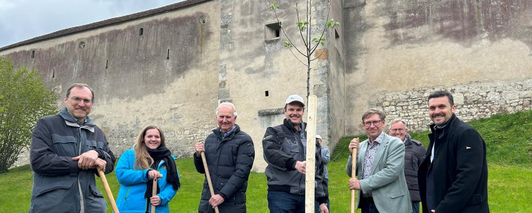 Im Burggarten wurde ein Apfelbaum der seltenen Sorte "Leitheimer Streifling" symbolisch gepflanzt. Auf dem Bild zu sehen (von links): Ralf Hermann Melber, Pomologe, Michaela Weber, Streuobstkoordinatorin Regierung von Schwaben, Friedrich Hertle, Leiter Kulturstiftung Harburg, Martin Weiß, Landschaftspflegeverband Donau-Ries, Landrat Stefan Rößle, Franz Miller, Leiter Kulturstiftung Harburg und Christoph Schmid, Bürgermeister Harburg.