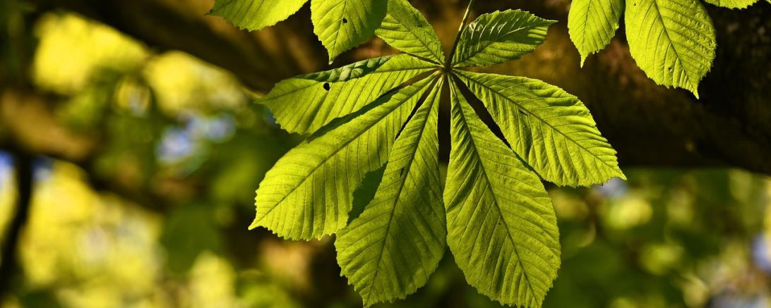 Hier sieht man das Blatt eines Kastanienbaums.