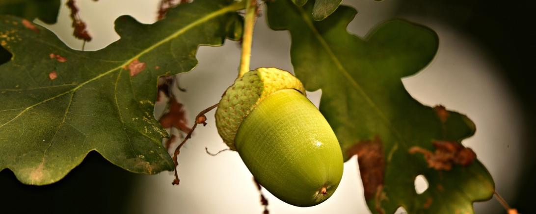 Die Maßnahmen zur Bekämpfung des Eichen-Prozessionsspinners beginnen am 29. April 2024.