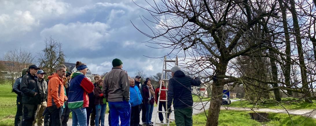 Kursangebot Obstbäume 