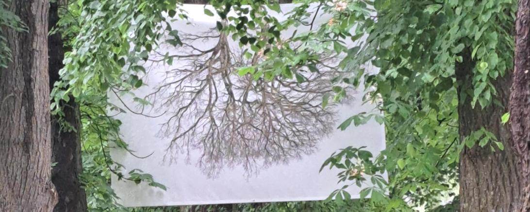 Bäume prägen nicht nur das Nördlinger Stadtbild, sondern sind auch Thema der Open-Air-Ausstellung „Die Luft zum Atmen“ mit Begleitprogramm (das Bild zeigt den Bäumlesgraben). 