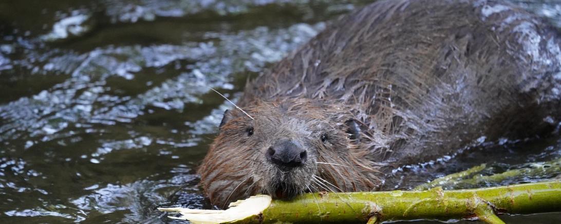 Hier sieht man einen Biber.