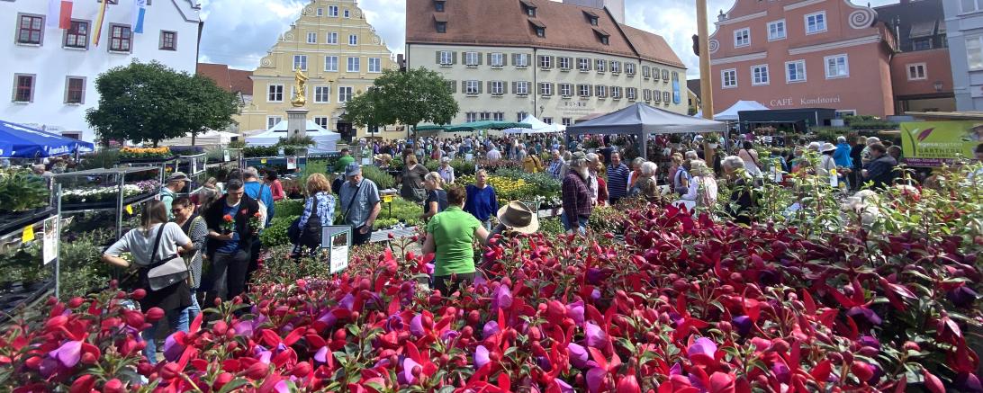 Der Fuchsienmarkt in Wemding 2024 war ein voller Erfolg.