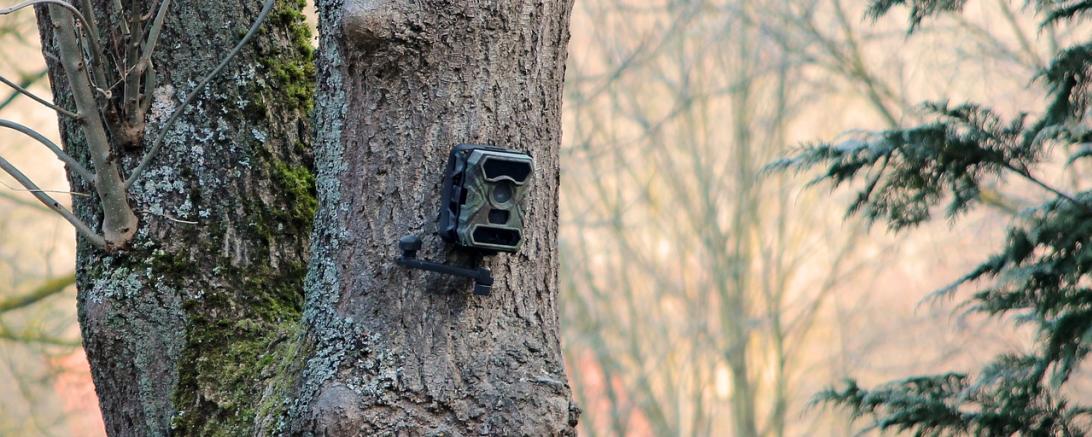 Hier sieht man eine Wildkamera an einem Baum.