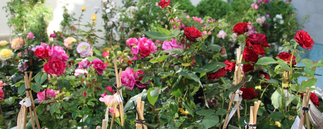 Archivbild Rosenmarkt 2022