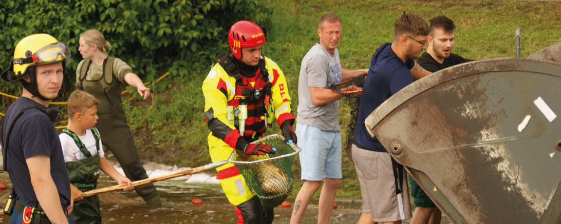 In einer großen Schaufel werden die Fische in die umliegenden Gewässer gebracht.