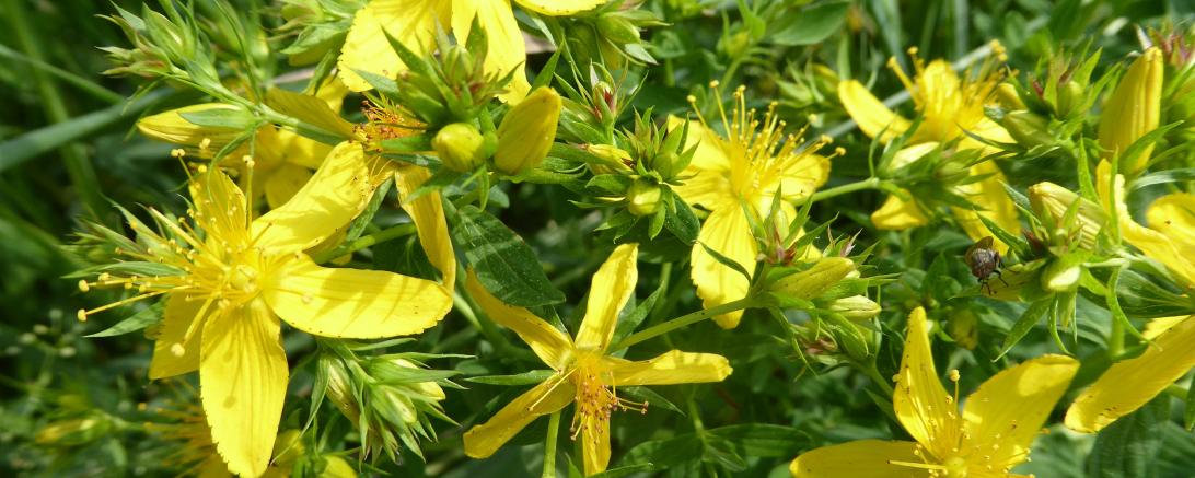 Hypericum perforatum, Johanniskraut