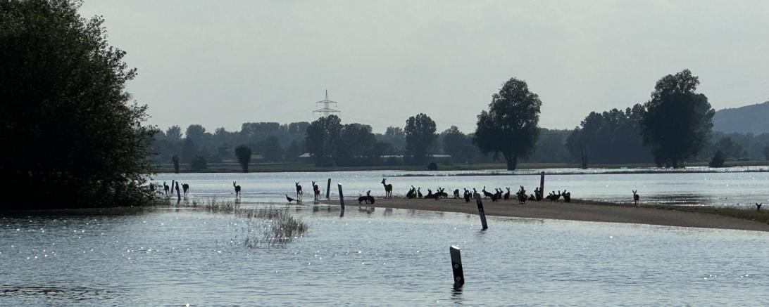 Hier sieht man Wildtiere im Hochwasser.
