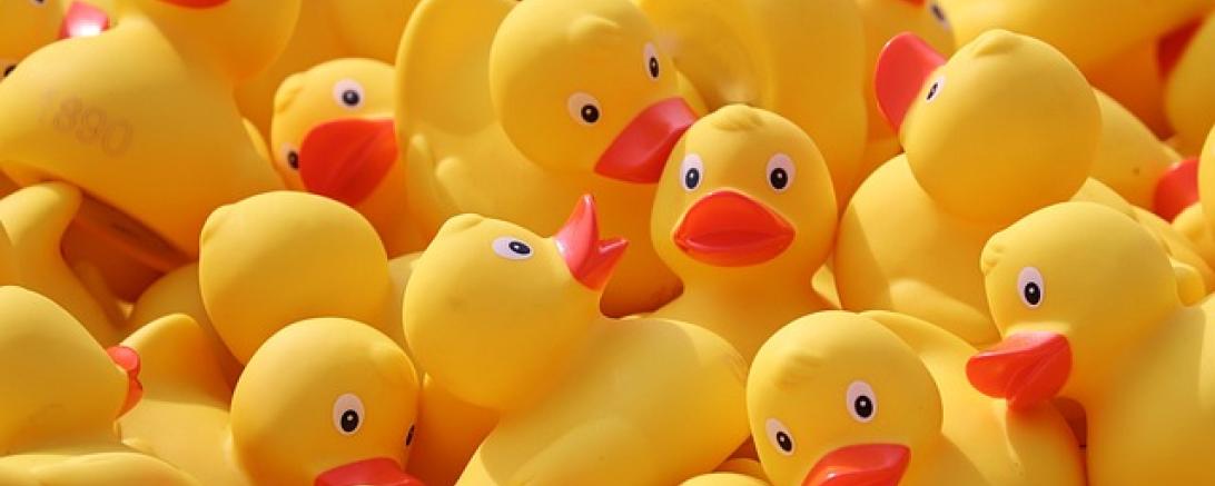 Das Bild zeigt Gummi-Enten.