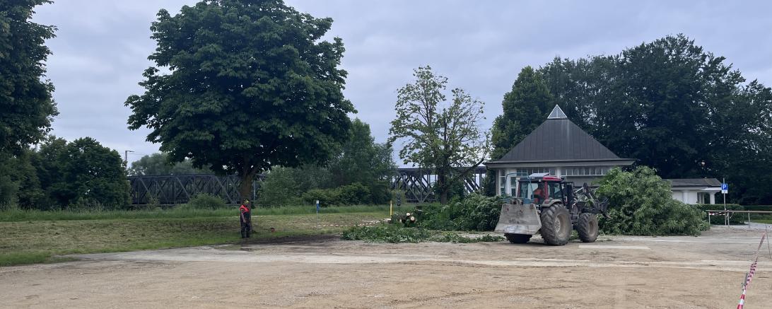 Baumfällungen am Donaudamm am Parkplatz an der ehemaligen Schwabenhalle. 