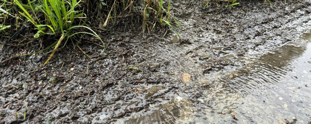 Hochwasser 2024 Kesseldamm