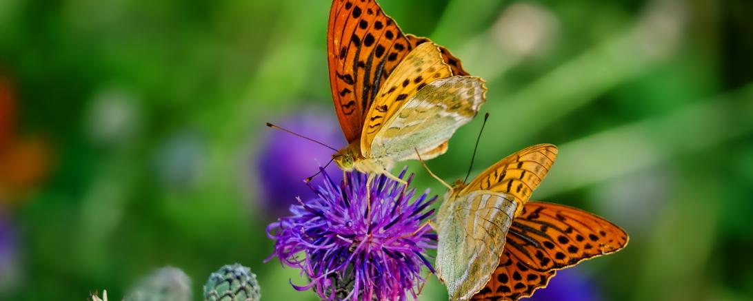 Das Bild zeigt einen Schmetterling