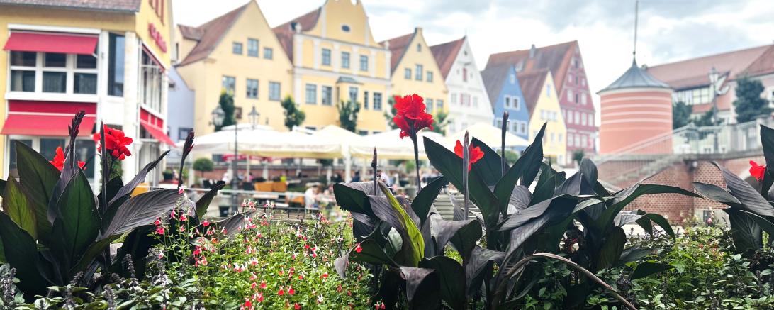 Blick ins Donauwörther Ried. 