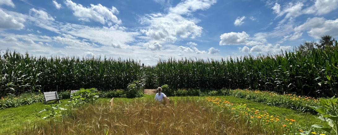 In der Mitte des Labyrinth steht ein "Bett im Kornfeld". Auf mehreren Tafeln gibt es Informationen über verschiedene Blumen und Getreide. 