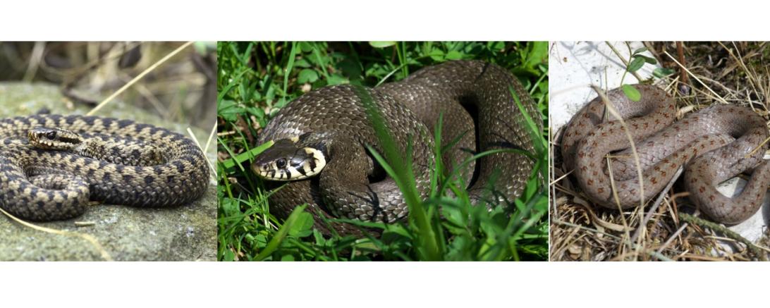 Das Bild zeigt eine Kreuzotter (links), eine Ringelnatter (Mitte) und eine Schlingnatter (rechts). 