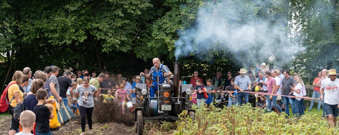Ein Höhepunkt des Kartoffelfests ist das Kartoffelroden und -klauben auf dem Museumsfeld.