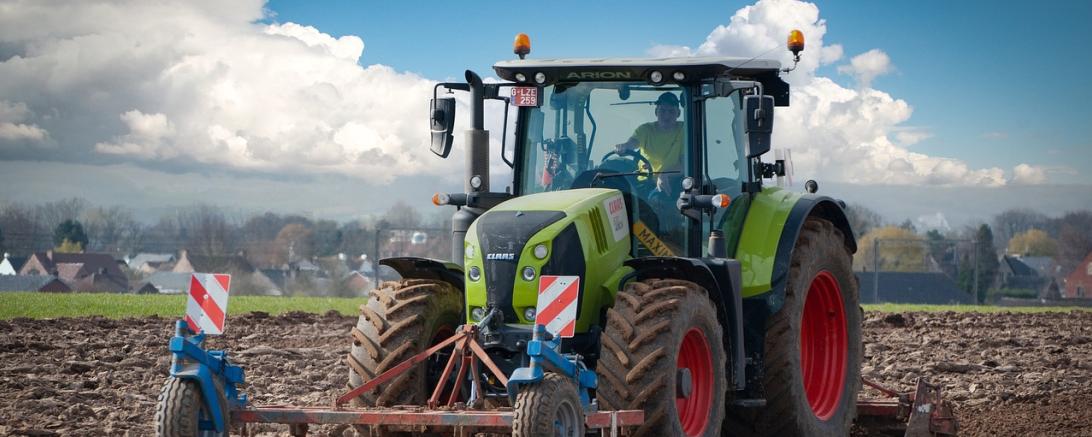 Bulldog auf dem Feld