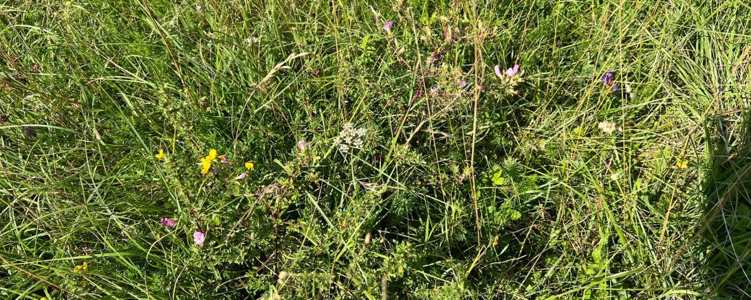 Das Bild zeigt Fauna und Flora im Ries.