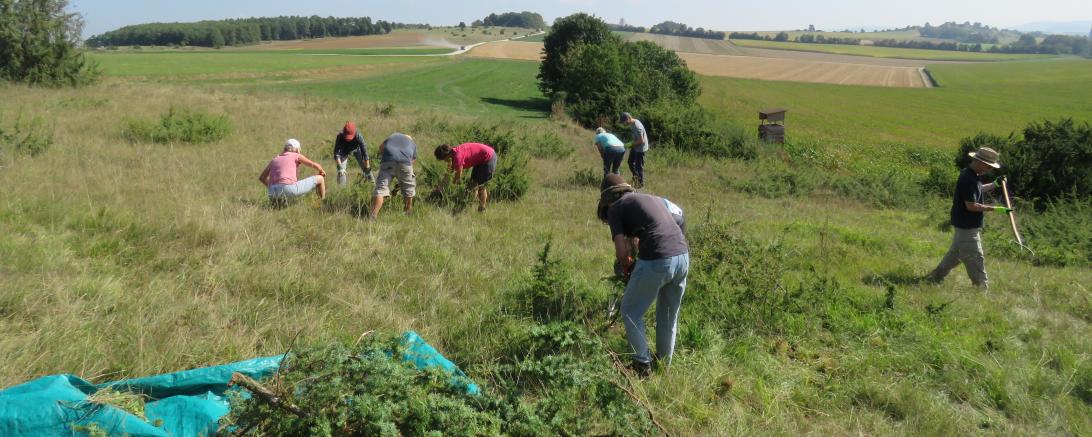 Hier sieht man freiwillige Helfer bei der Heidepflege.