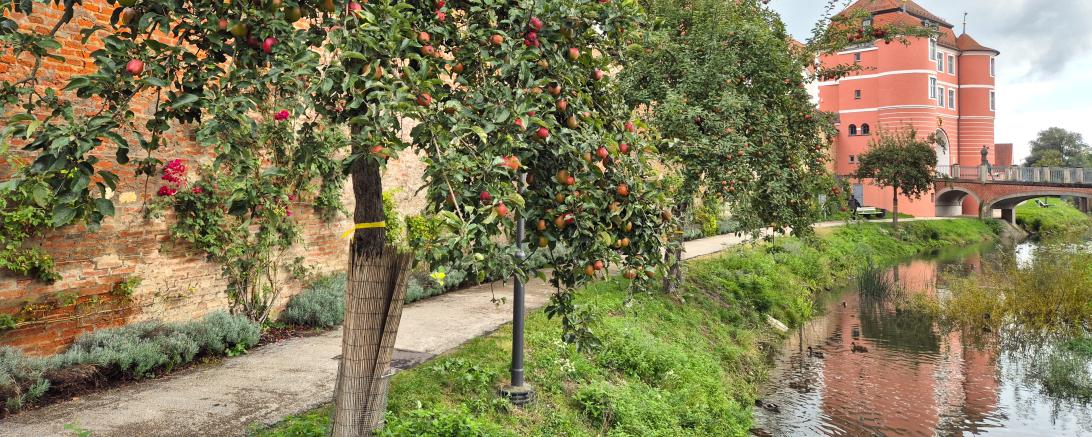 Obstbäume erhalten gelbe Bänder