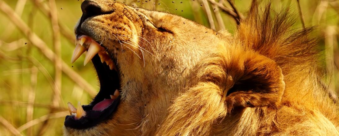 Hier sieht man einen schreienden Löwen.