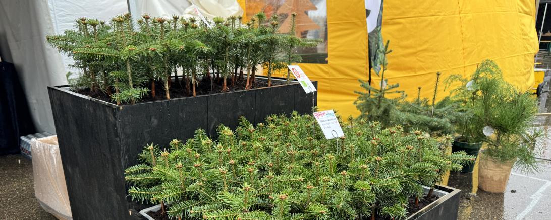 Das Bild zeigt Christbaumpflanzen.