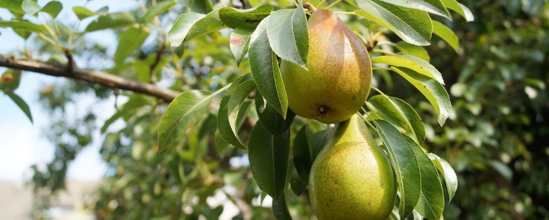 Symbolbild: Birnenbaum