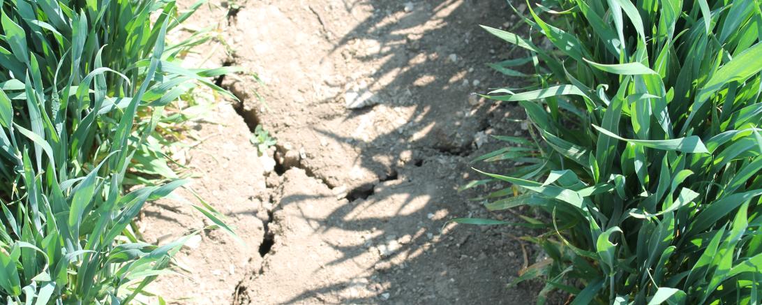 Trockenheit macht dem Boden zu schaffen.