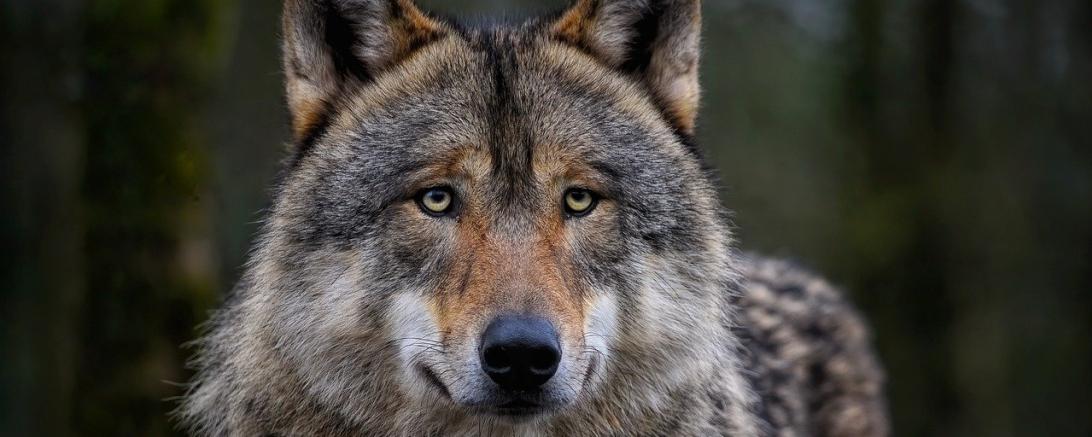 Ein eurasischer Grauwolf.