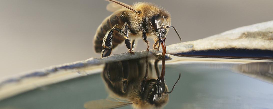Durstige Biene
