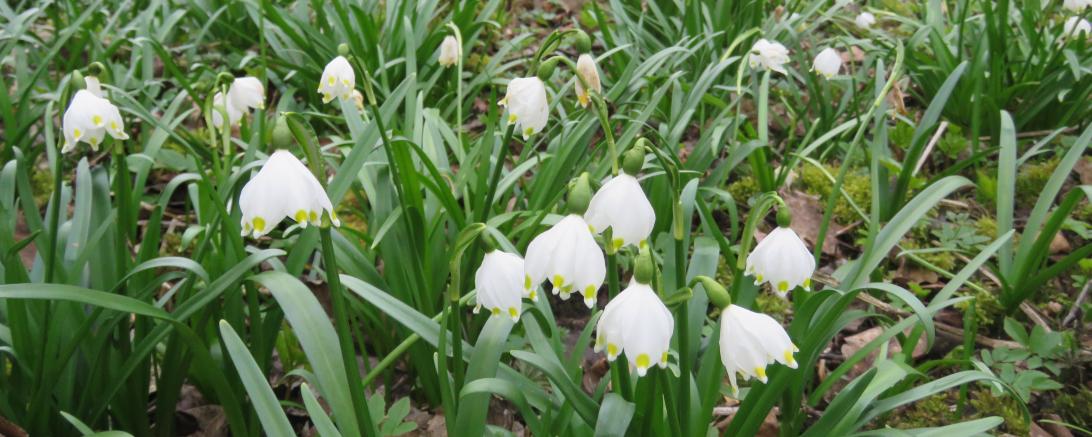 Am Kleinen Hühnerberg werden Naturschutzmaßnahmen unternommen.