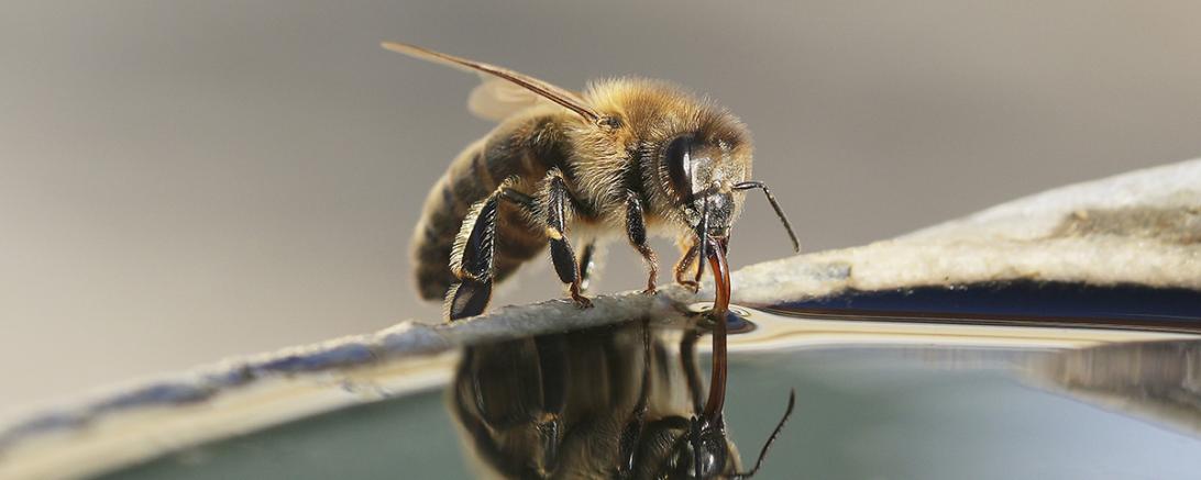 Anna Schönwetter_Durstige Biene