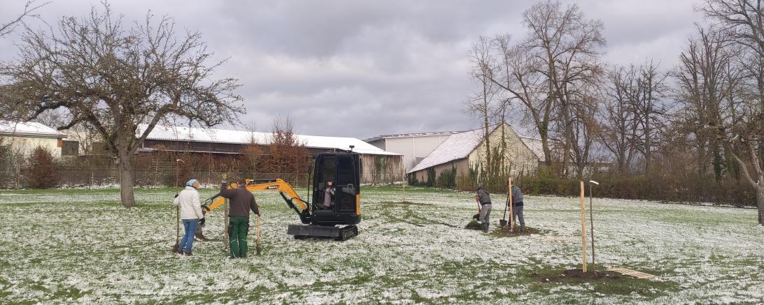 Nachpflanzungsaktion