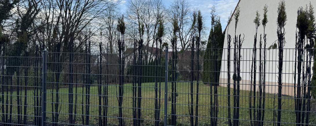 Etwa acht Meter der Hecke wurden in Mitleidenschaft gezogen.
