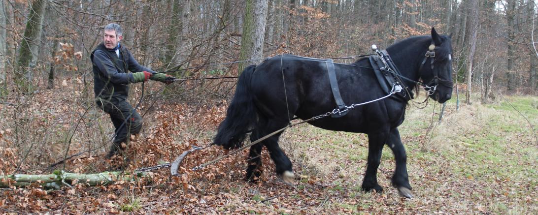 Zusammen mit Kaltblut "Chuck" bringt Reinhard Hundsdorfer Stämme aus dem Donauwörther Stadtwald.