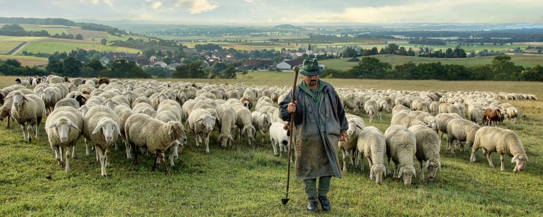 Wanderschäferei im Landkreis
