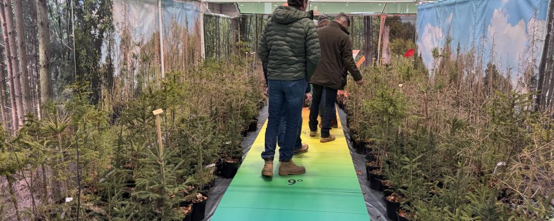 Im Zukunftswald kann man die Auswirkung der steigenden Temperaturen auf den Wald beobachten 