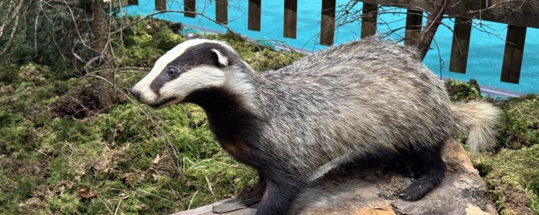 Einen ausgestopften Dachs kann man in einer Schauanlage aus nächster Nähe betrachten. 
