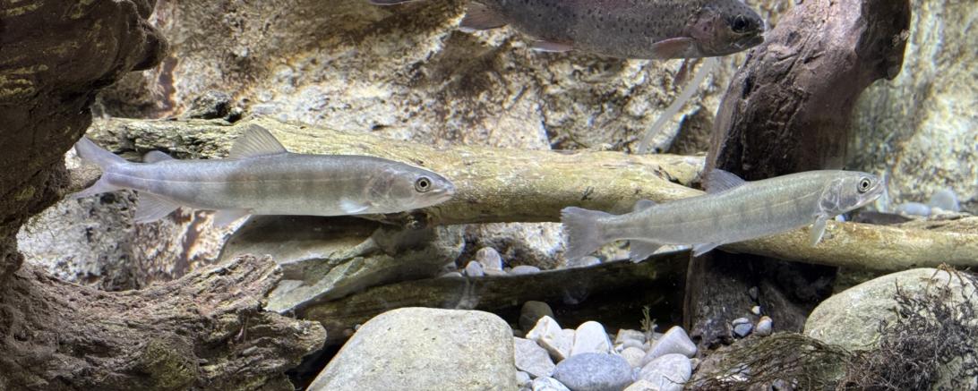 Unter anderem der Huchen (vorne im Bild) - Fisch des Jahres 2025 - lässt sich auf der JAGEN UND FISCHEN bestaunen. 