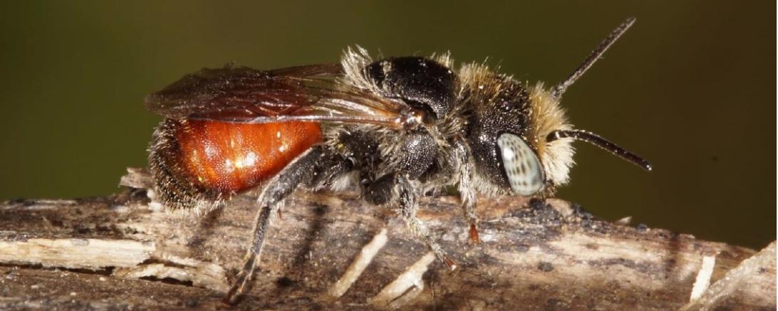 Hier die rote Schneckenhausbiene