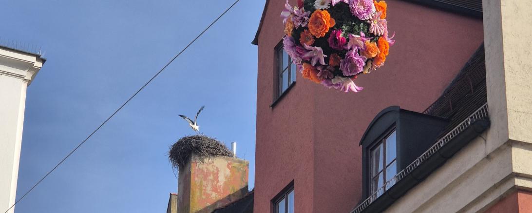 Aufgrund der anstehenden Bauarbeiten im Tanzhaus muss der dort beheimatete Storch umziehen. 