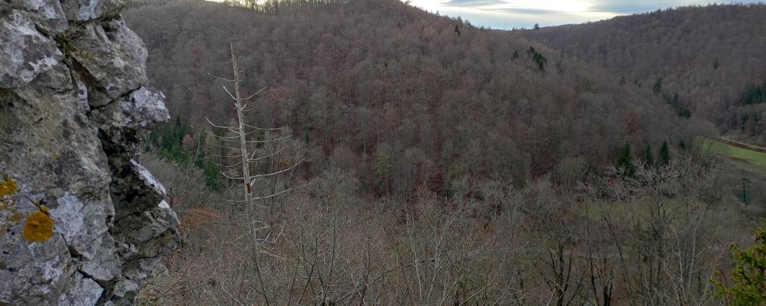 Auf dem Bild ist der Weiherberg bei Christgarten zu sehen