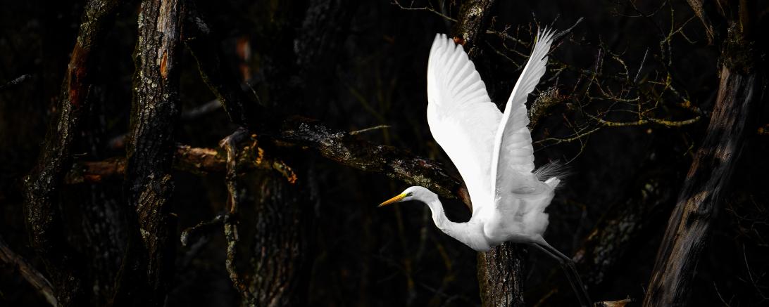 Bild des Monats März