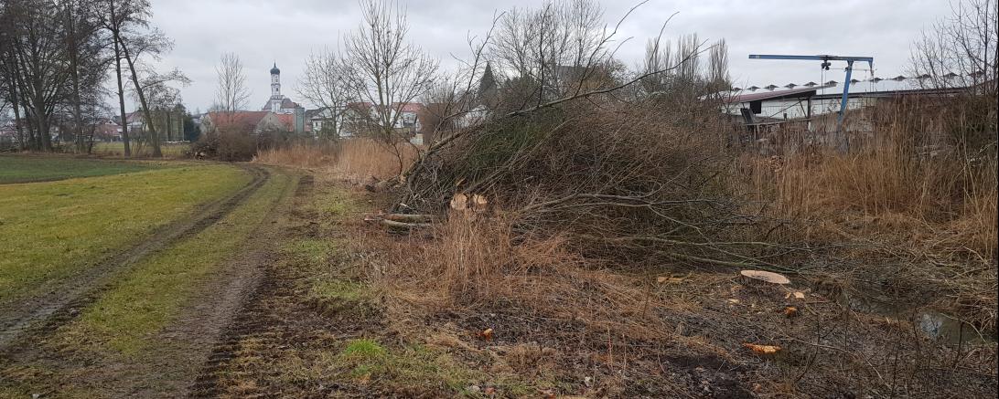Das Bild zeigt abgeholzte Sträucher und Bäume. 