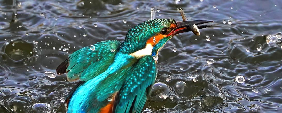 April 1. Platz Michael Walter